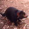 Tasmanian Devil